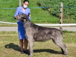 Arion in Nitra September 2021 CAC, CACIB, BOS He received a qualification for Cruft